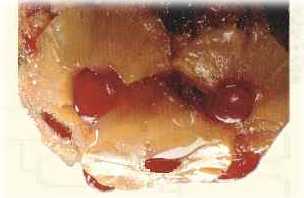 pudding base