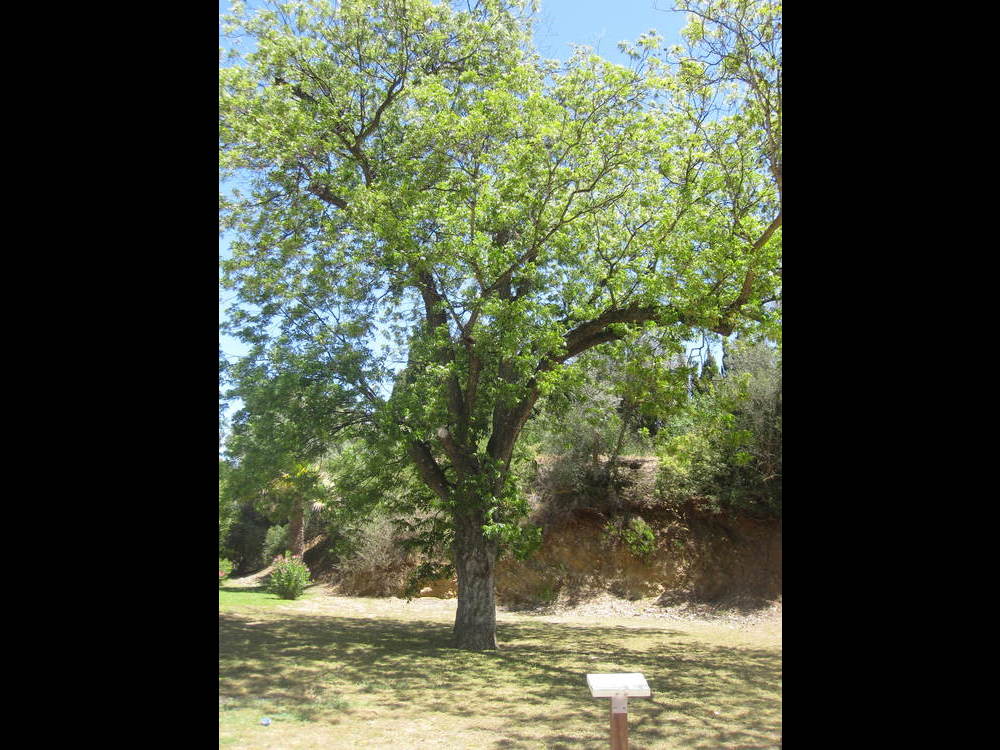 and it is a lovely tree<br /><a href="photo08.kml">See on Google Earth</a><br /><br />