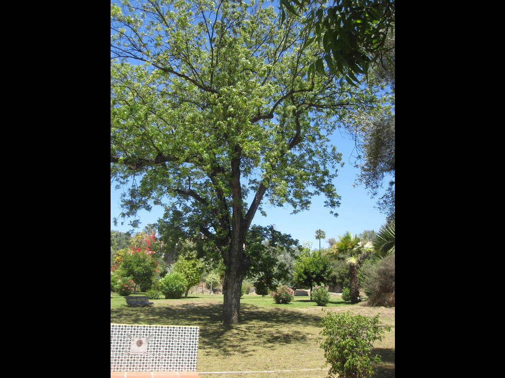 Another view of this tree<br /><a href="photo13.kml">See on Google Earth</a><br /><br />