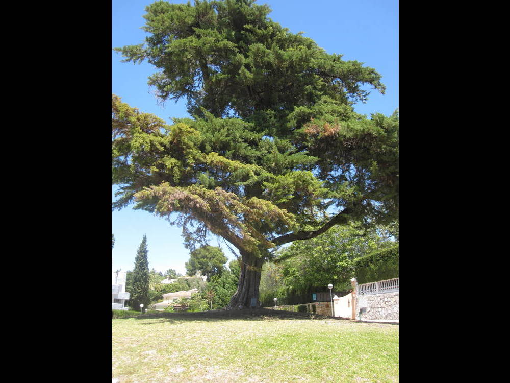 But the nearby tree is better<br /><a href="photo15.kml">See on Google Earth</a><br /><br />