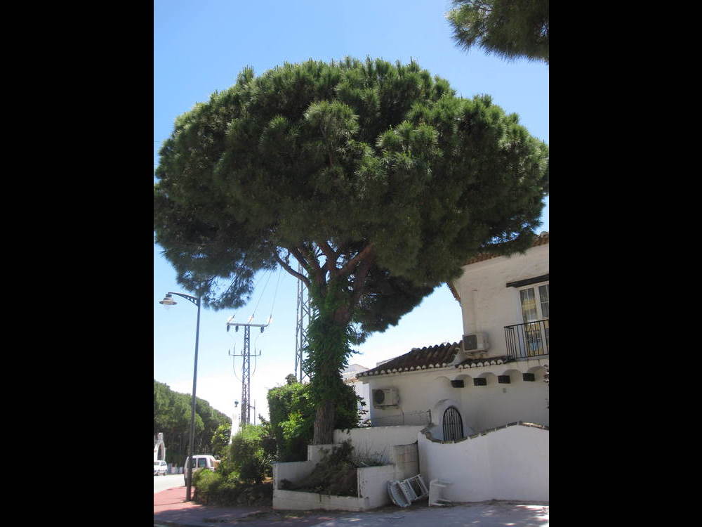 And here is the tree<br /><a href="photo21.kml">See on Google Earth</a><br /><br />