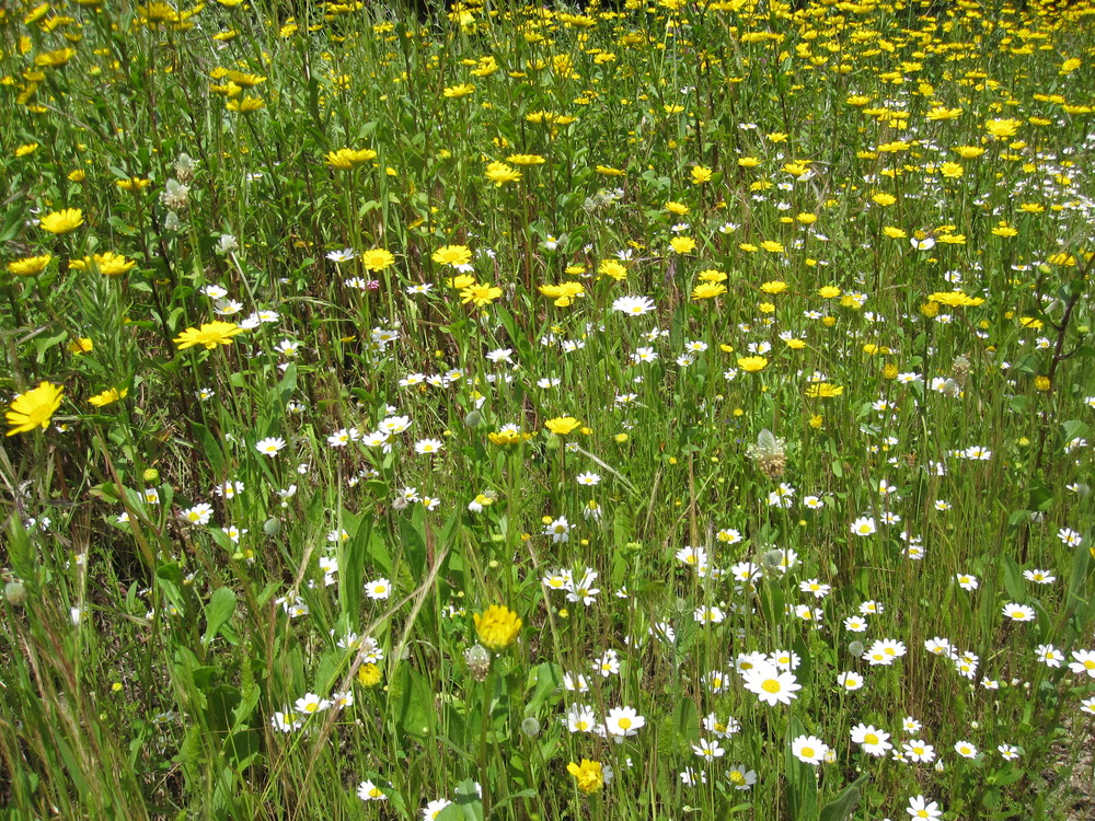 A field of flowers<br /><a href="photo15.kml">See on Google Earth</a><br /><br />